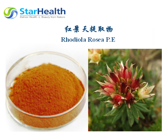 红景天提取物 - Rhodiola Rosea P.E