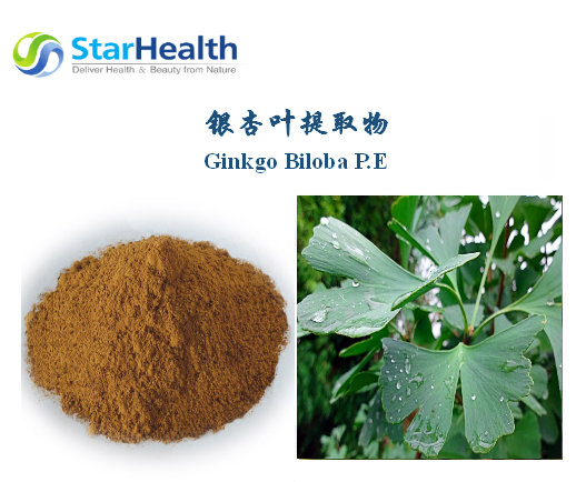 银杏叶提取物 - Ginkgo Biloba P.E